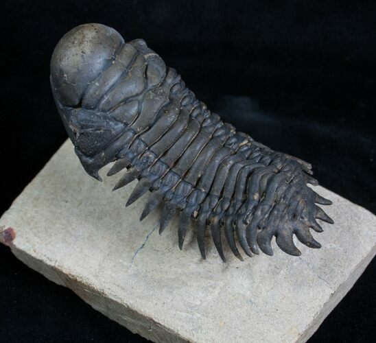 Flying Crotalocephalina Trilobite - Wow! #3919